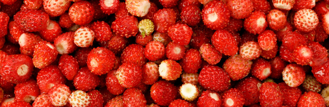 Ripe red strawberries, close-up, wide background.