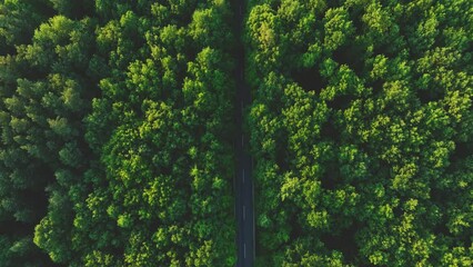 The view from the drone to the road through the forest against the background of the setting sun. Aerial view of cars driving through the forest. Forest road from the bird's eye view.