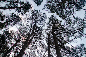 Bosque y Cielo