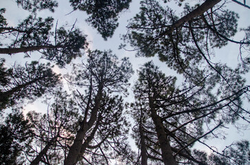 Bosque de mas de las pampas al Cielo