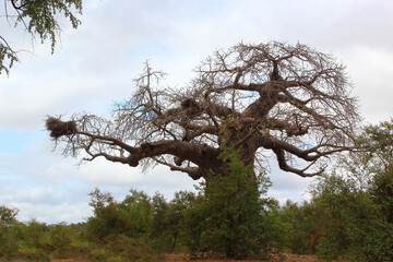 Affenbrotbaum / Baobab / Adansonia digitata