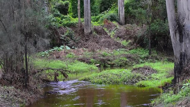 Beautiful and tranquill Australian wetlands bush scene in the wake of the 2022 Queensland floods with lush greenery and red blossoms on the overhanging trees