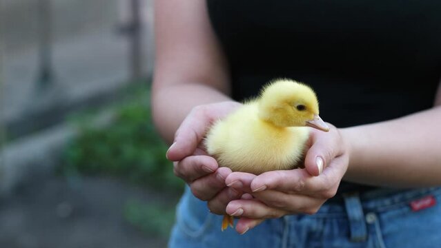 Girl holding a yellow duckling in a black T-shirt.