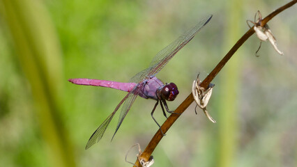 Purple and Pink Dragonfly lands on a plant stem in Florida Nature Park