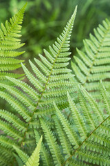 Green leaf of fern plant close up, macro. Natural beautiful green leaves background, texture, pattern