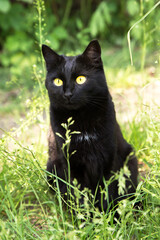 Naklejka na ściany i meble Beautiful bombay black cat portrait with yellow eyes and attentive look in green grass in nature in summer garden