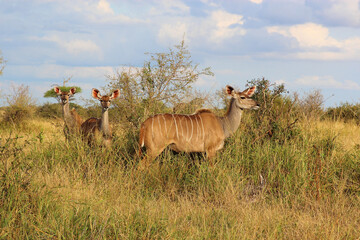 Großer Kudu / Greater kudu / Tragelaphus strepsiceros..........Großer Kudu / Greater kudu / Tragelaphus strepsiceros.
