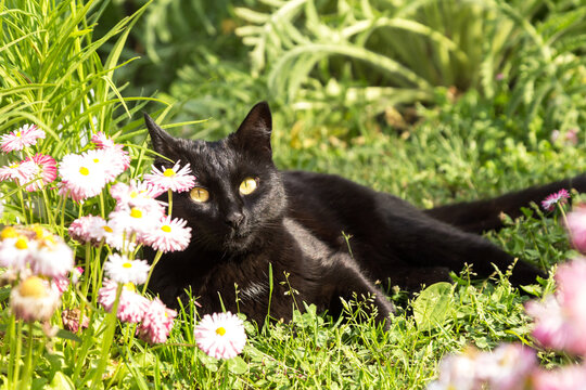 Beautiful cute bombay black cat portrait lying and relax in green grass and garden daisy pink white flowers in nature in sunlight