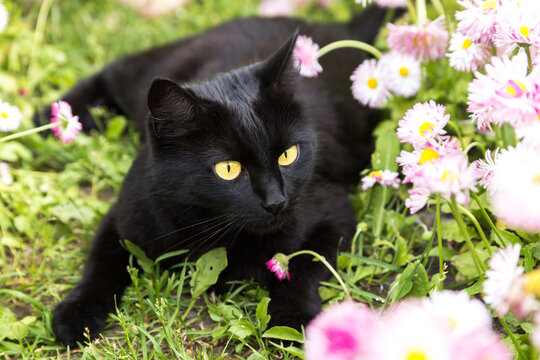 Beautiful cute bombay black cat portrait with yellow eyes lying in garden daisy pink white flowers in nature in sunlight