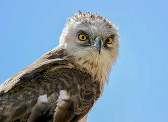 Young Black-chested Snake Eagle, Kgalagadi