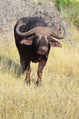 Obraz premium Kaffernbüffel / African buffalo / Syncerus caffer