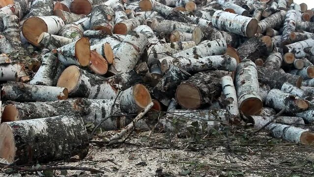 A pile of birch firewood lies on the grass.