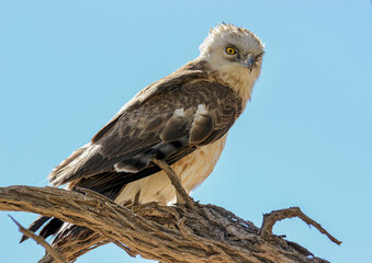 Young Black-chested Snake Eagle, Kgalagadi