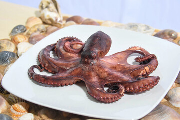 italian sea food octopus