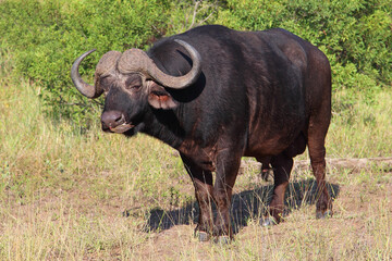 Kaffernbüffel und Rotschnabel-Madenhacker / African buffalo and Red-billed oxpecker / Syncerus...