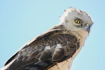 Young Black-chested Snake Eagle, Kgalagadi