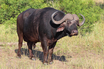 Kaffernbüffel und Rotschnabel-Madenhacker / African buffalo and Red-billed oxpecker / Syncerus caffer et Buphagus erythrorhynchus.