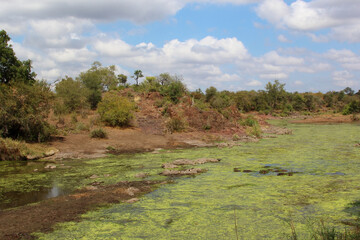 Flußpferd im Sweni River / Hippopotamus in Sweni River / Hippopotamus amphibius