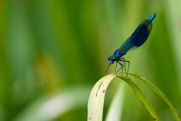 Male banded demoiselle damselfly (Calopteryx splendens) perched on a leaf.