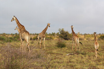 Giraffe / Giraffe / Giraffa camelopardalis.