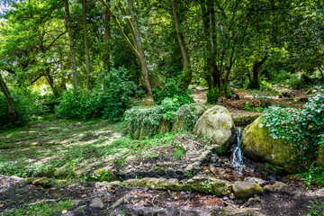 Rocks and plants in San Leonardo forest