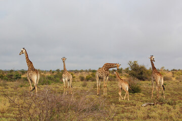 Naklejka na ściany i meble Giraffe / Giraffe / Giraffa camelopardalis.