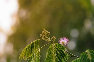 Yellow sunset sunlight and persian pink silk tree