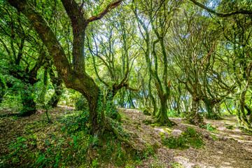 San Leonardo forest in the summer