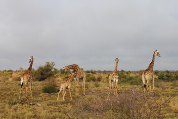 Naklejka na ściany i meble Giraffe / Giraffe / Giraffa camelopardalis.
