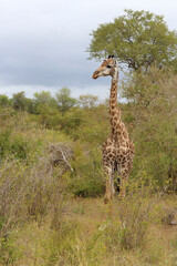 Giraffe / Giraffe / Giraffa camelopardalis
