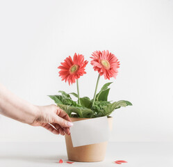 Women hand holding blank card at potted pink gerbera flowers at white background. Front view with copy space.