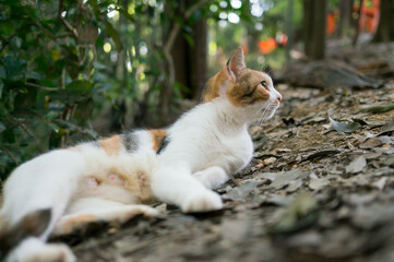 Wild cat living in a Japanese forest	