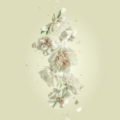 Flying white peony blooms with falling petals at pale beige background . Floral levitation concept. Front view. Vertical