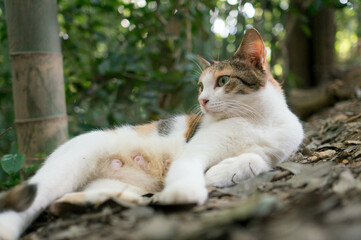 Naklejka na ściany i meble 日本の森に暮らす可愛らしい野良猫
