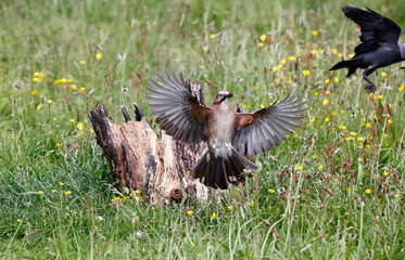Eurasian jay and a jackdaw in a stand off on a log in a meadow