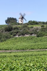 Plakat Landscape with Chassagne Montrachet vineyards in Burgundy, France