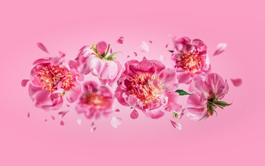 Flying peonies flowers with falling petals at pink background. Floral levitation concept. Front view. Horizontal