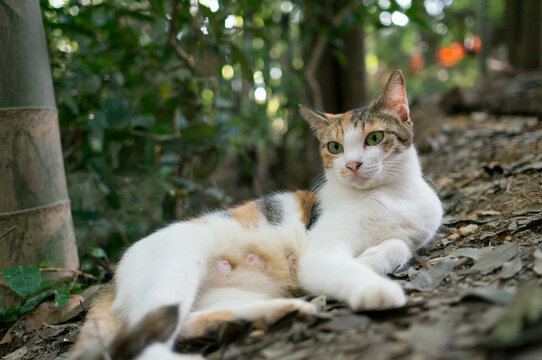 日本の森でリラックスする可愛らしい野生の猫