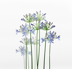 Blue flowers with green stems standing at white background. Natural floral background. Front view.