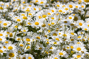 Ox-eye Daisy (Leucanthemum vulgare) in garden