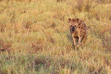 Tüpfelhyäne / Spotted hyaena / Crocuta crocuta