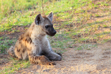 Tüpfelhyäne / Spotted hyaena / Crocuta crocuta...