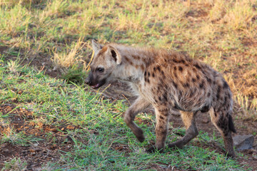 Naklejka premium Tüpfelhyäne / Spotted hyaena / Crocuta crocuta...