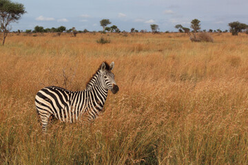 Steppenzebra / Burchell's zebra / Equus burchellii