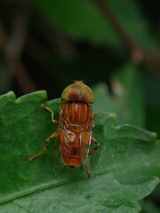 eristalinus is a genus of hoverfly, perched on the leaf