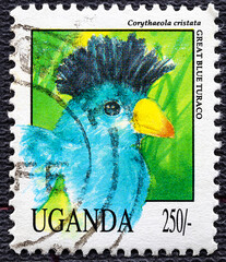 UGANDA - CIRCA 1992: post stamp 50 Ugandan shillings printed by Republic of Uganda, shows Great...