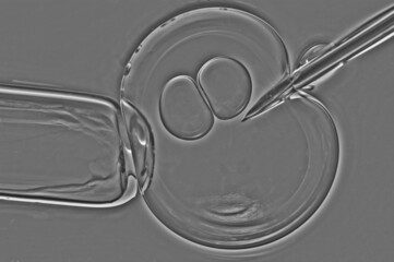 imitation of the image seen through the eyepiece of a microscope. (biological experiments with...