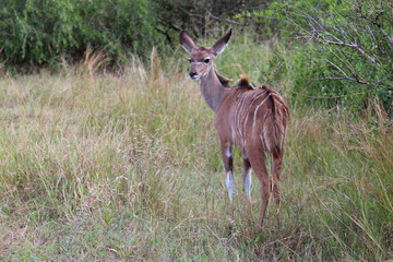 Naklejka na ściany i meble Großer Kudu / Greater kudu / Tragelaphus strepsiceros..........Großer Kudu / Greater kudu / Tragelaphus strepsiceros.