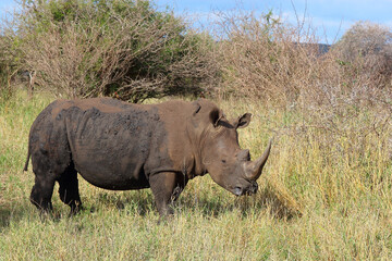 Fototapeta premium Breitmaulnashorn und Rotschnabel-Madenhacker / Square-lipped rhinoceros and Red-billed oxpecker / Ceratotherium simum et Buphagus erythrorhynchus.
