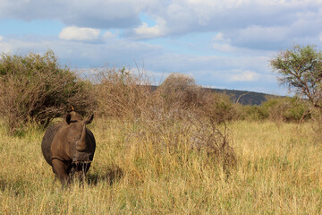 Breitmaulnashorn und Rotschnabel-Madenhacker / Square-lipped rhinoceros and Red-billed oxpecker /...